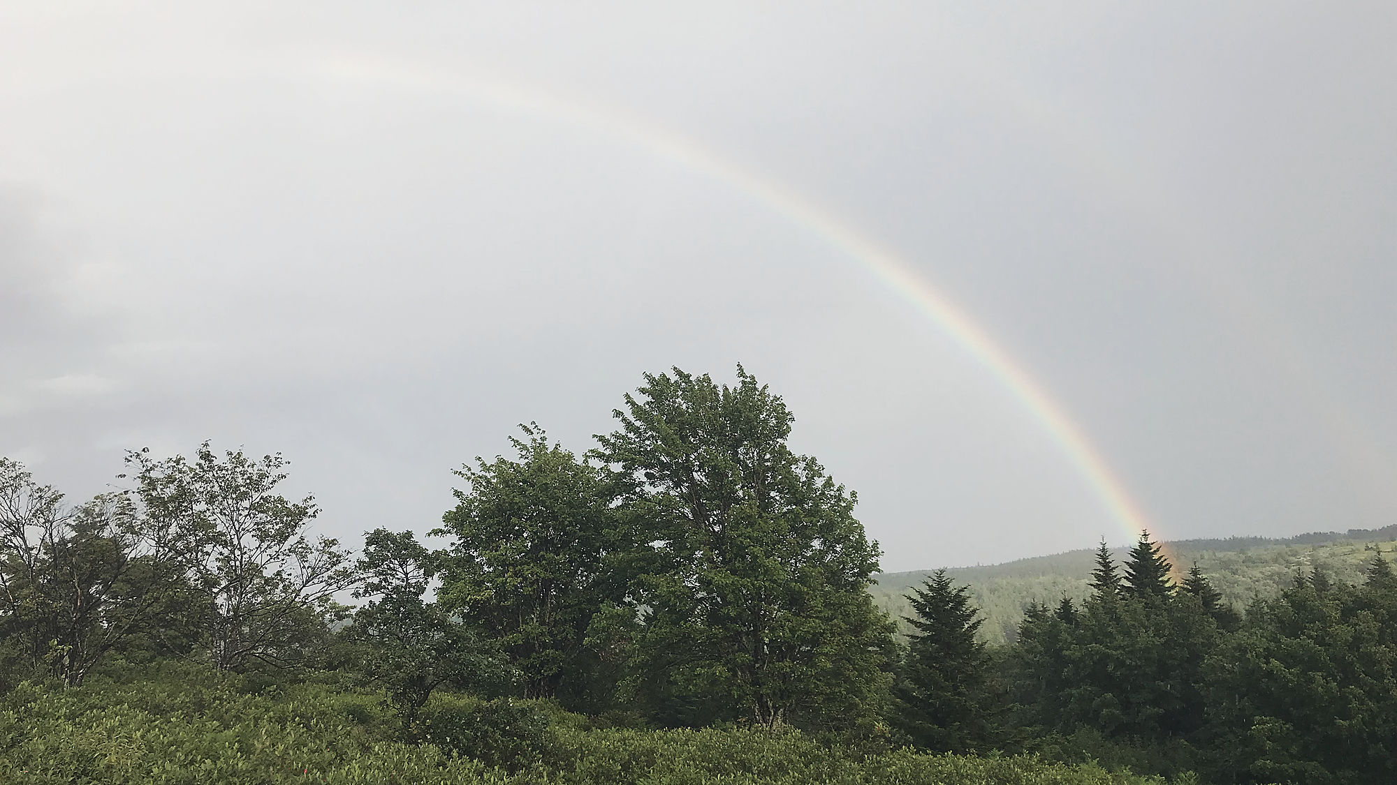 A rainbow over spruce and heath on the plains of Dolly Sods