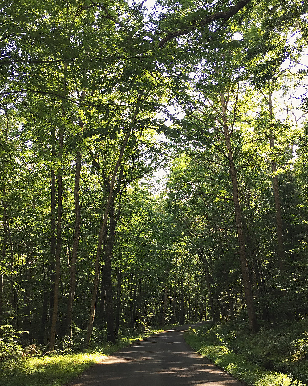 A paved forest road under a full green canopy in the George Washington National Forest